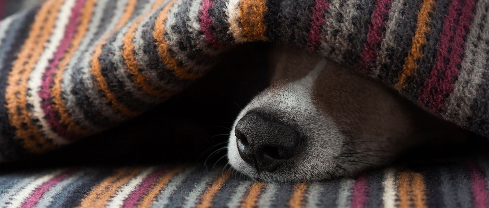 dog friendly rooms