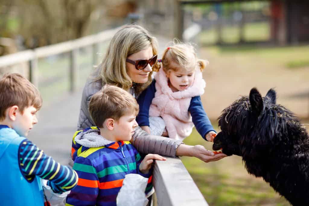 Woman and children feeding a black alpaca at Old Thorns estate.